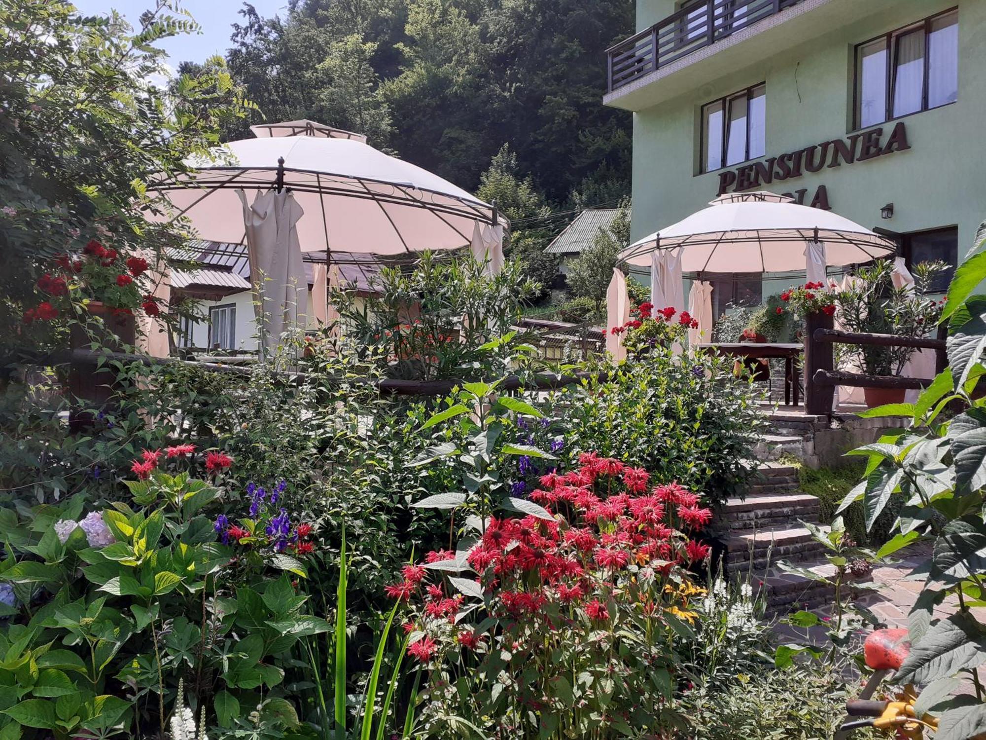 Pensiunea Ana Cavnic Dış mekan fotoğraf